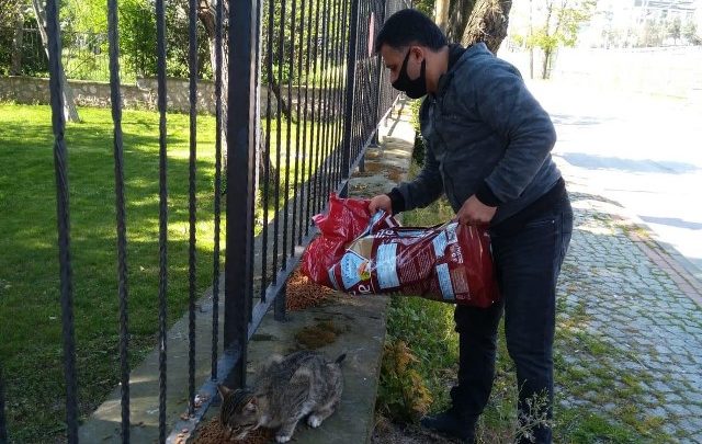 Körfez Belediyesi,  sokak hayvanlarını unutmadı