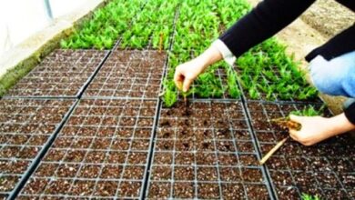 İzmit Belediyesi, daha yeşil bir İzmit için sera kuruyor