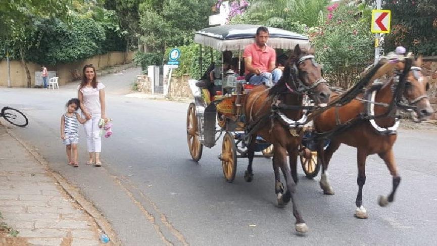 Adalar’daki atlar sahiplendiriliyor