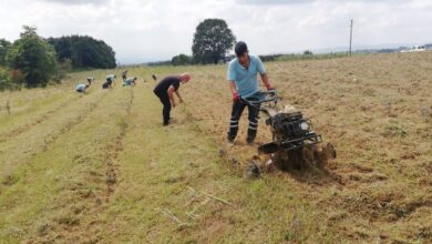 Lavanta bahçesinin bakımı aksamadan sürüyor