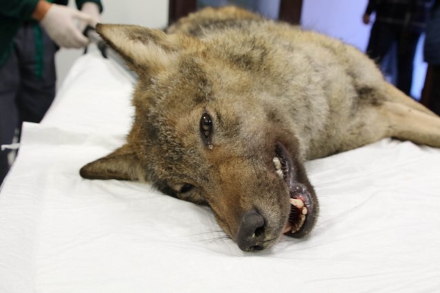 Ormanya’da tedavi edilen dişi kurt doğaya bırakıldı