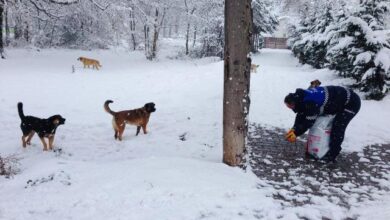 Körfez Belediyesi, sokak hayvanlarını unutmadı