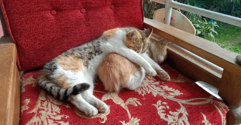 Kedi kardeşliği