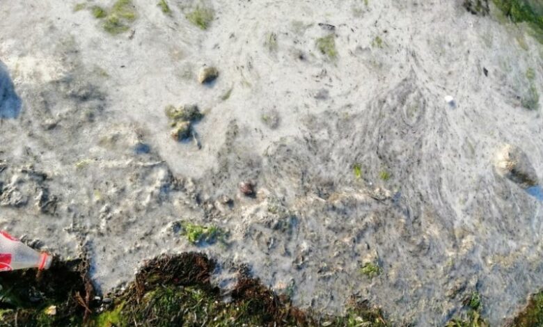 Karamürsel sahilinde korkutan görüntü