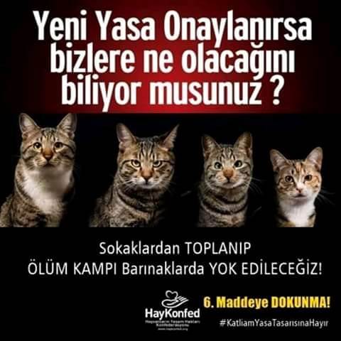 “KEDİLER” KİTABI…