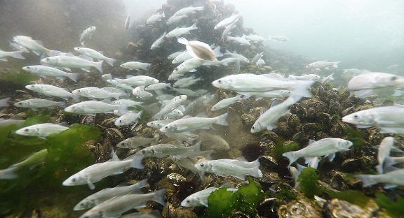 İzmit Körfezi'ne 5 bin balık daha salınacak