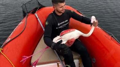 Yaralı flamingoyu kurtardılar