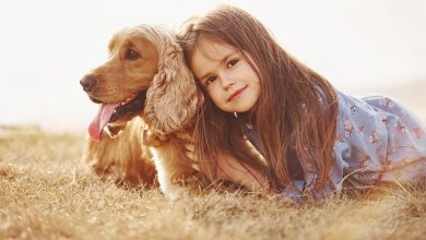 Yaşlanan köpeğiniz için bakım rehberi