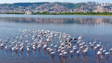 Pembe süsler Körfez'de