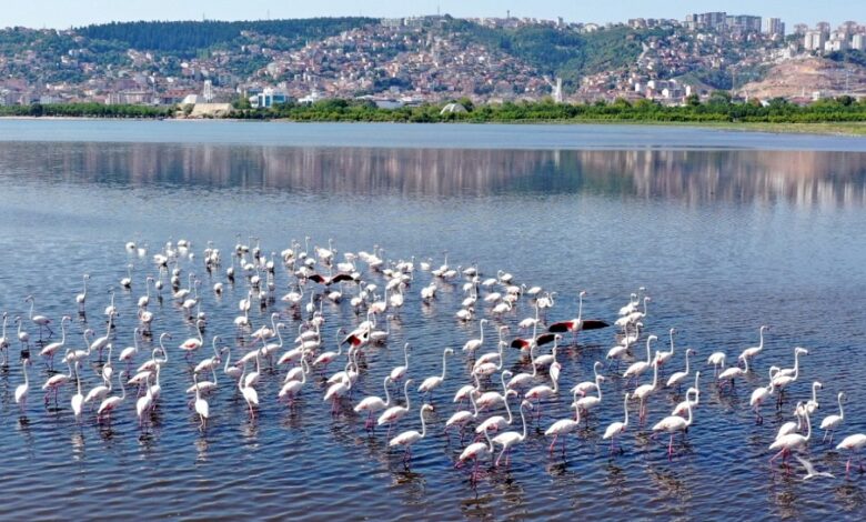 Pembe süsler Körfez'de